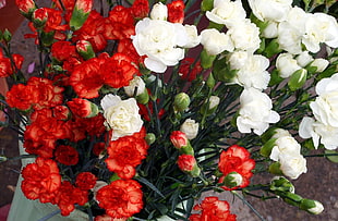 red and white Carnations closeup photo